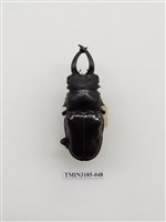 藏品(鬼艷鍬形蟲)的圖片